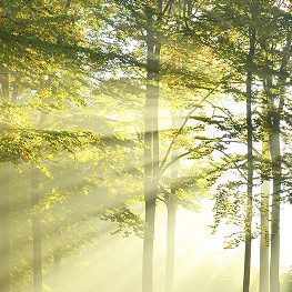 Not-for-profit producer compliance